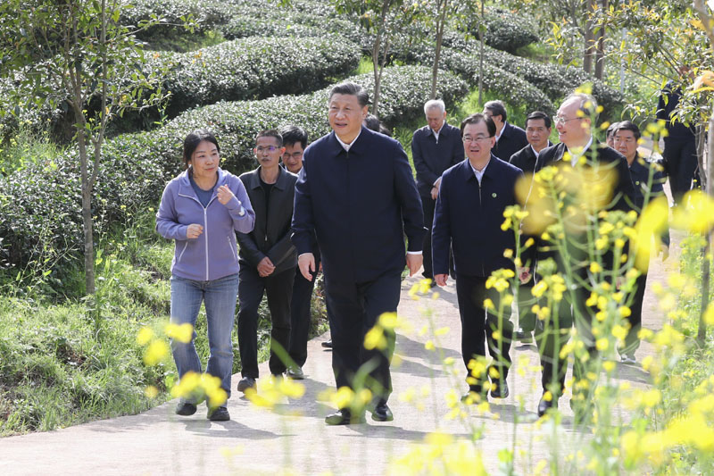3月22日至25日,中共中央总书记、国家主席、中央军委主席习近平在福建考察。这是22日下午,习近平在南平武夷山市星村镇燕子窠生态茶园,察看春茶长势,了解当地茶产业发展情况。新华社记者 鞠鹏 摄
